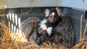 ‘The Monkey Whisperer’: Florida man arrested for illegal trading of exotic animals, fined $60,000