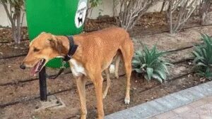 Delhi civic fines set for overhaul; fines for dogs without leash set at Rs 1,000 | India News