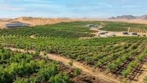 Saudi Arabia restores 1 million hectares of land, plants over 159 million trees under green initiative | World News