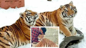 Zohaib Masood Tiger Sanctuary: Canada man asked to remove two tigers from residential property, he says ‘we know their personalities’