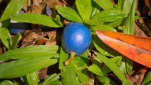 Meet the blue quandong tree that grows the world’s only true blue fruit |