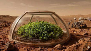 Scientists discover a plant that could survive on Mars and help create a ‘Green Planet’ |