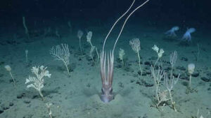Scientists film deep-sea squid ‘turning into a tree’ 4 kilometres below the Pacific |