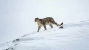 Greyhounds Unit: High-altitude unit spawned by Pahalgam attack, trained by AP’s Greyhounds | India News