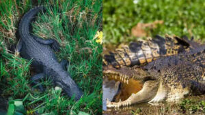 The only place on Earth where crocodiles and alligators live together |