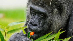 ‘Cherry tomatoes and beets’: World’s oldest captive gorilla ‘Fatou’ celebrates 69th birthday at Berlin Zoo