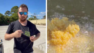 ‘Looks good to me’: Florida man cooks invasive green iguanas with waffles in bizarre viral video