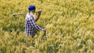 Government raises wheat procurement target by 15% as farmers turn to MSP