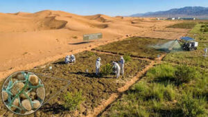 Chinese Researchers Soil Innovation: Chinese researchers turn desert sand into fertile soil in just 10 months using cyanobacteria |
