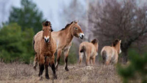 Chernobyl: From Nuclear Disaster to Thriving Wildlife Sanctuary |