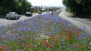 ‘Game changer’: England town stopped mowing 8 miles of grass and nature came back instantly while saving £25,000 a year | World News