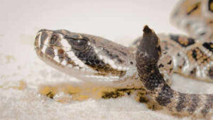 How king cobra, pythons and other venomous snakes get their scientific names: The shocking process behind hidden naming rules |