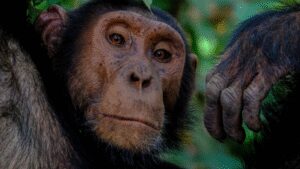 Inside Uganda’s chimpanzee civil war: How a peaceful community split into deadly rival groups |