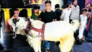 Bhopal’s best-kept Eid secret: Superstar goats worth lakhs being unveiled in style | Bhopal News