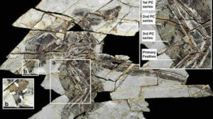A 160-million-year-old ‘technicolour’ dinosaur fossil discovered in China with four wings and bird-like feathers |