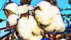 5-month duty relief for cotton imports