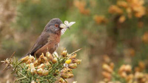 Dartford Warbler: Rare Dartford Warbler makes remarkable comeback in Britain 60 years after near extinction | World News
