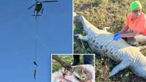 South Africa River Rescue: Dramatic river rescue in South Africa: Missing businessman’s remains are found inside 15-foot crocodile | Watch | World News