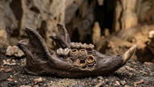 Not teeth, but nests: Discovery in Caribbean rodent fossils surprises archaeologists | World News