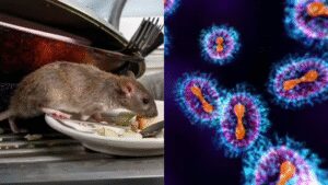 Explainer: Can hantavirus outbreak become Covid 2.0?