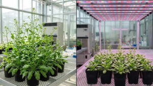 Scientists discover light can slow plant growth; here’s how it works |