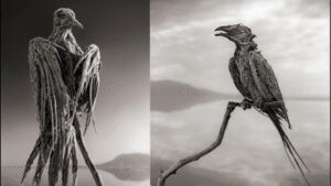 Lake Natron: The dead lake: This Tanzanian lake can turn dead animals into stone-like statues | World News