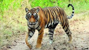 Tigress Die In Virus Outbreak: Kanha tigress, all four cubs die in suspected canine distemper virus outbreak | Bhopal News