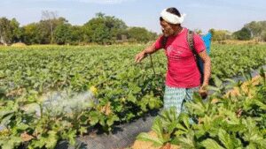 Domestic Urea Production: Monthly domestic urea output back to last year’s levels