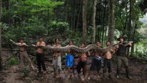 World’s longest wild snake in Indonesia: The 23-foot ‘Baroness’ that stunned scientists and raised conservation concerns | World News