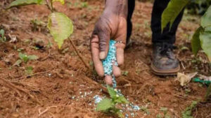Government cuts Kharif fertiliser demand estimate on weak monsoon outlook | India News