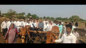 Woman takes dead bull’s place to plough field in Latur village; CM intervenes & ensures relief after opposition outcry | Chhatrapati Sambhajinagar News