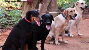 Sniffer dog helps crack rape case of 6-yr-old in Sambhal | Bareilly News