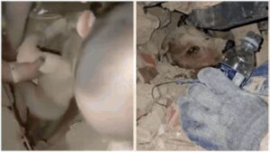 Venezuela Earthquakes: From baby to dog: Miracle rescues giving Venezuela hope after deadly earthquakes – watch