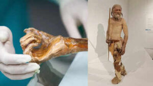 5300-year-old Europe’s oldest mummy may be ‘alive’: Scientists reveal shocking microbial activity | World News