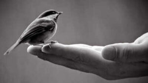 Spanish proverb of the day: ‘A bird in hand is worth more than a hundred flying around’ and why certainty often beats risky rewards