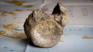 Antarctica Dinosaur Fossil: Antarctica’s oldest known dinosaur fossil was hiding in a museum drawer for 40 years | World News