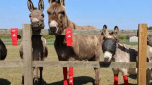 Arsenal’s old socks found an unlikely new home: Rescued donkeys across Britain are wearing them for a surprising reason | World News