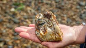 Buried for 1.8 million years: This ancient elephant tooth was finally found by an 11-year-old on a UK beach | World News
