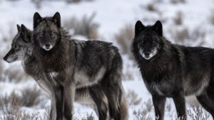 Did wolves really save Yellowstone? New research challenges one of conservation’s biggest success stories |