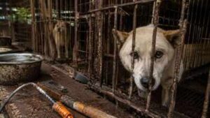 400,000 dogs vanished before South Korea’s meat ban. Where did hundreds of thousands of dogs go?