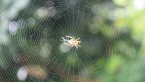 Ethiopian proverb of the day: ‘When spider webs unite, they can tie up a lion’ — How collective action can defeat great power