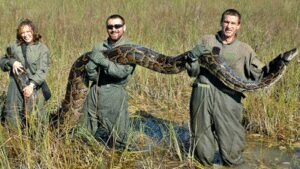 Florida’s giant Burmese pythons are doing more than eating wildlife, they are transforming the Everglades by spreading seeds |