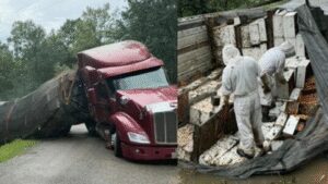 Honey havoc: 24 million honeybees escape after 18-wheeler overturns, forcing Texas neighbourhood into lockdown | World News