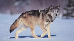 Italian proverb of the day: ‘The wolf loses its fur but not its vice’. A reminder that true character is much harder to change than appearances