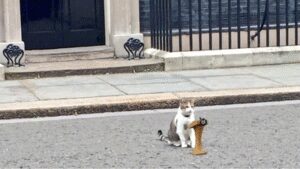 As Keir Starmer announces exit, ‘chief mouser’ Larry the Cat stays on awaiting PM no 7