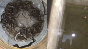 27 snake hatchlings found inside water tank in Haridwar, sparks panic in village | Dehradun News
