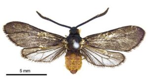They introduced a fly to save Fiji’s coconuts—then an entire species vanished |