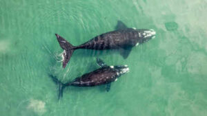 World’s largest ‘whale graveyard’ found beneath the Indian Ocean: A hidden 5-million-year mystery revealed |