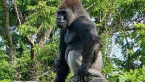 ‎Meet Bakari, the 21-year-old gorilla chosen to lead Disney’s famous troop after the death of its longtime silverback