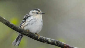 40 bird species were seen less often in New York when Canadian wildfire smoke increased, after scientists matched smoke pollution with 99,000 bird observations